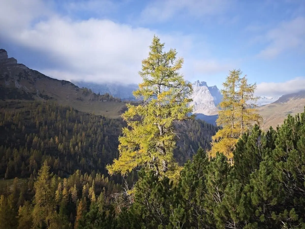 Im Vordergrund herbstlich gefärbte Nadelbäume, dahinter bewaldete Hänge und felsige Gipfel unter wolkigem Himmel. | © DAV Markt Schwaben · Foto: Matzinger