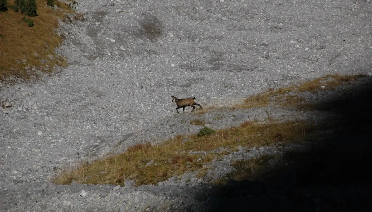 Eine Gemse steht auf einem grasigen Fleck inmitten von Geröll und Felsen; steiles Gelände mit spärlicher Vegetation. | © DAV Markt Schwaben · Foto: Matzinger