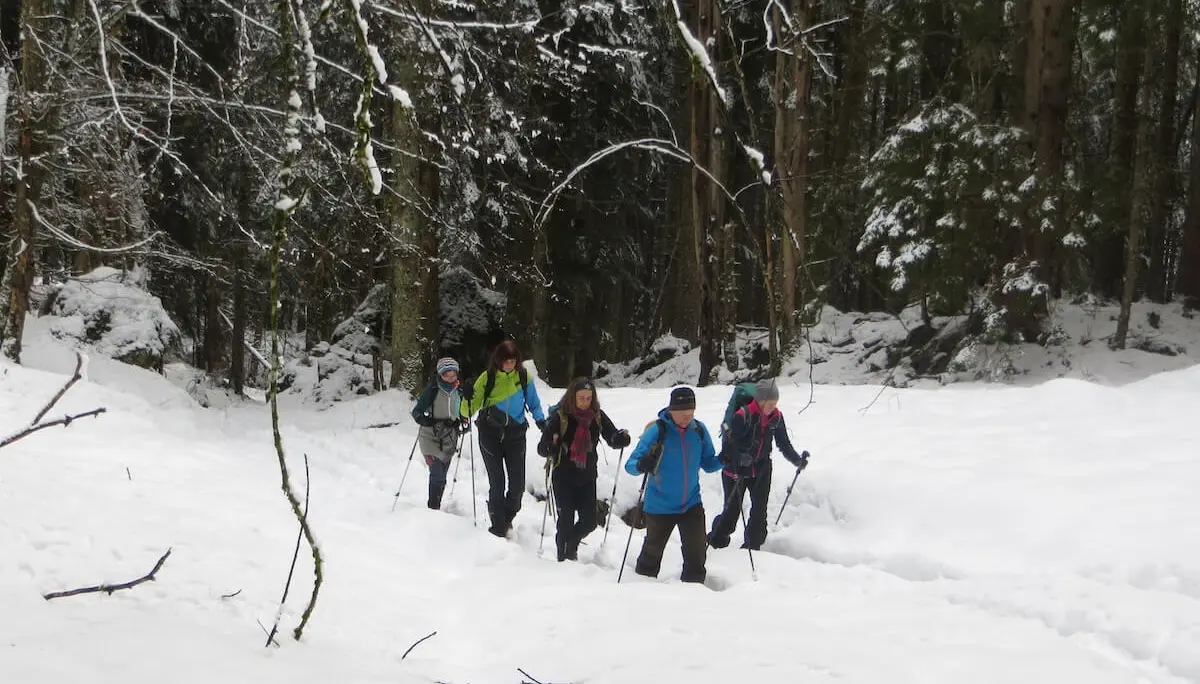 Sechs Wandernde folgen einem tief verschneiten Waldpfad mit Winterausrüstung; hohe Tannen rahmen die Szene ein. | © DAV Markt Schwaben | Foto: Gerlinde Hübl