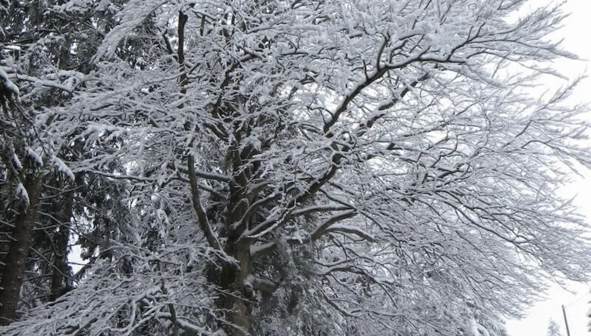 Wandergruppe im verschneiten Wald – Holzunterstand, Wegweiser und Winterstimmung in der Natur erleben. | © DAV Markt Schwaben | Foto Gerlinde Hübl