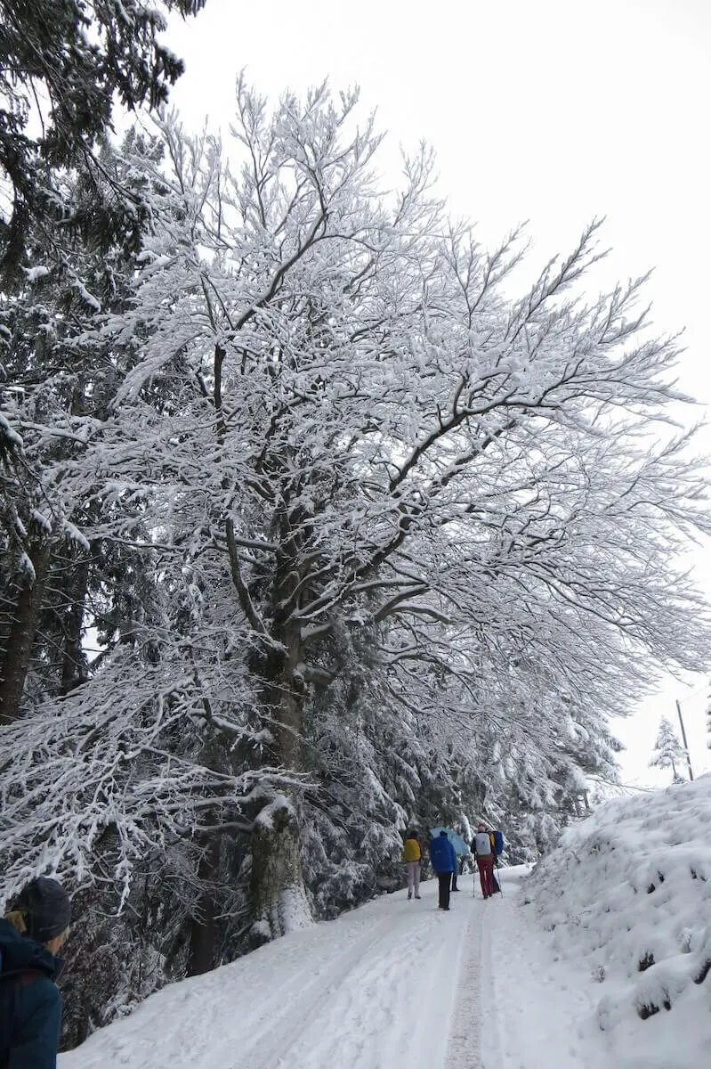 Wandergruppe im verschneiten Wald – Holzunterstand, Wegweiser und Winterstimmung in der Natur erleben. | © DAV Markt Schwaben | Foto Gerlinde Hübl