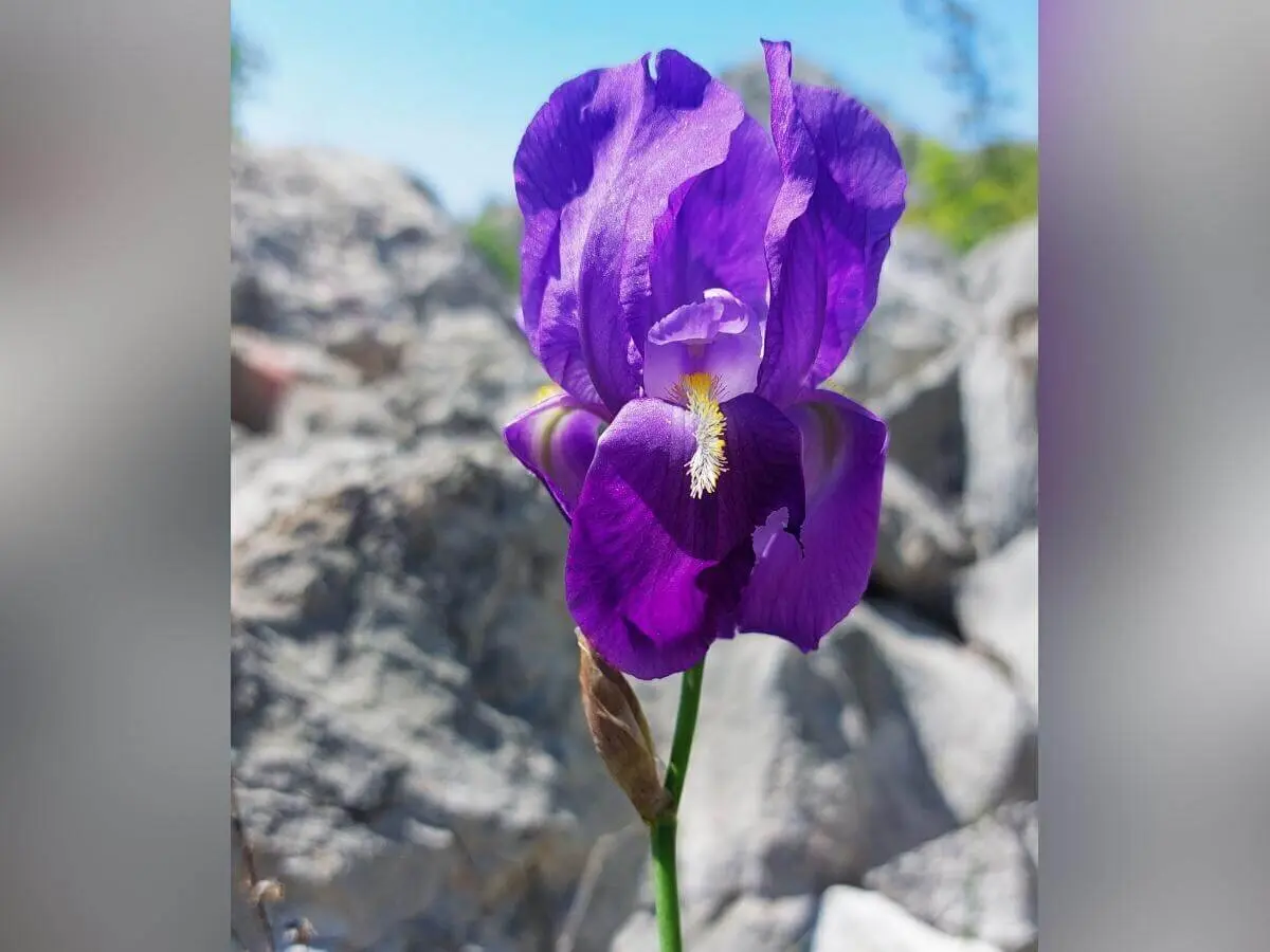 Eine violette Iris mit gelbem Bart blüht vor hellen Felsen; im Hintergrund grünes Laub. | © DAV Markt Schwaben | Foto Lutz Gründel