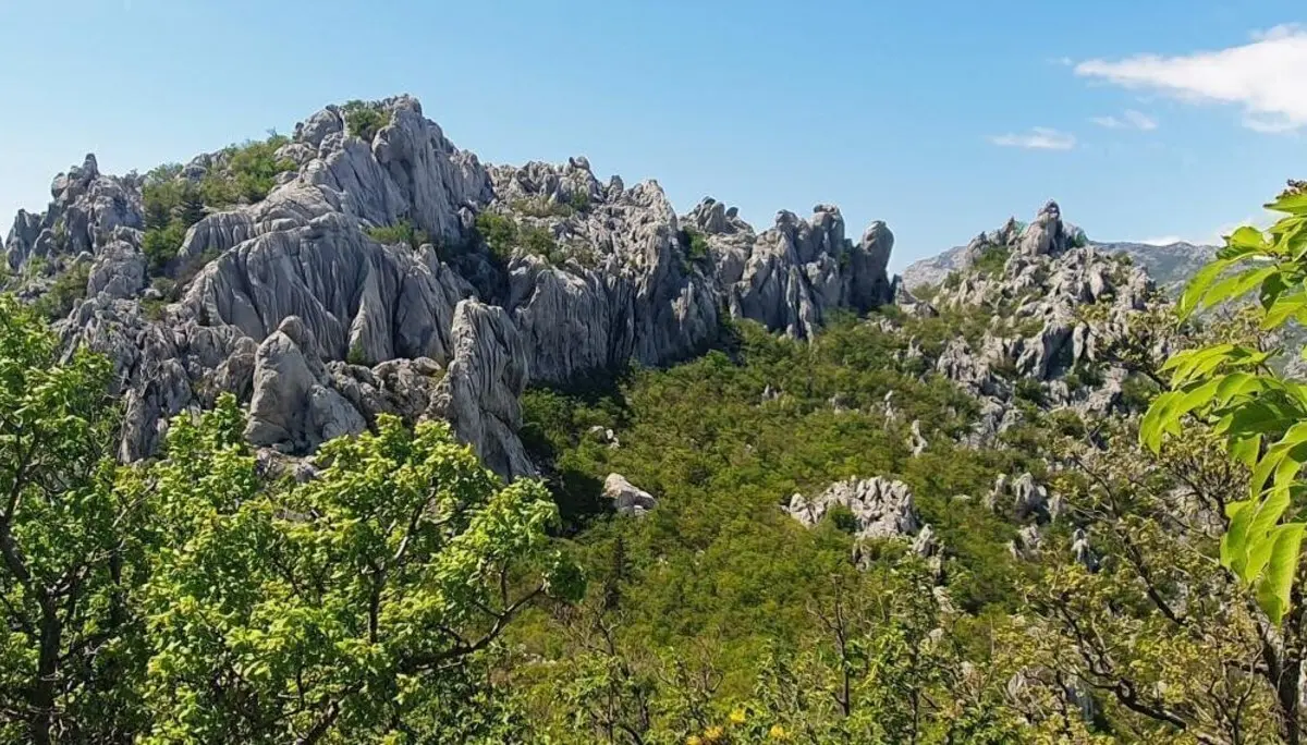 Graue Kalkfelsen ragen über einem grünen Wald empor; im Vordergrund Blätter, darüber blauer Himmel. | © DAV Markt Schwaben | Foto Karin und Peter Tkaczuk