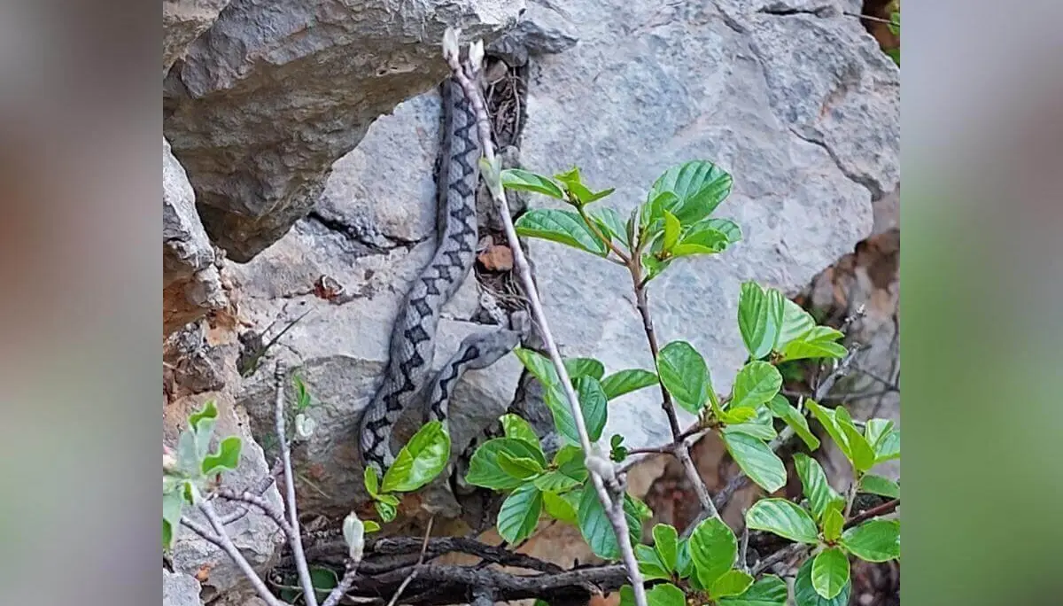 Eine Viper mit Zickzackmuster liegt zwischen Felsen und Laub; gut getarnt im natürlichen Umfeld. | © DAV Markt Schwaben | Foto Lutz Gründel