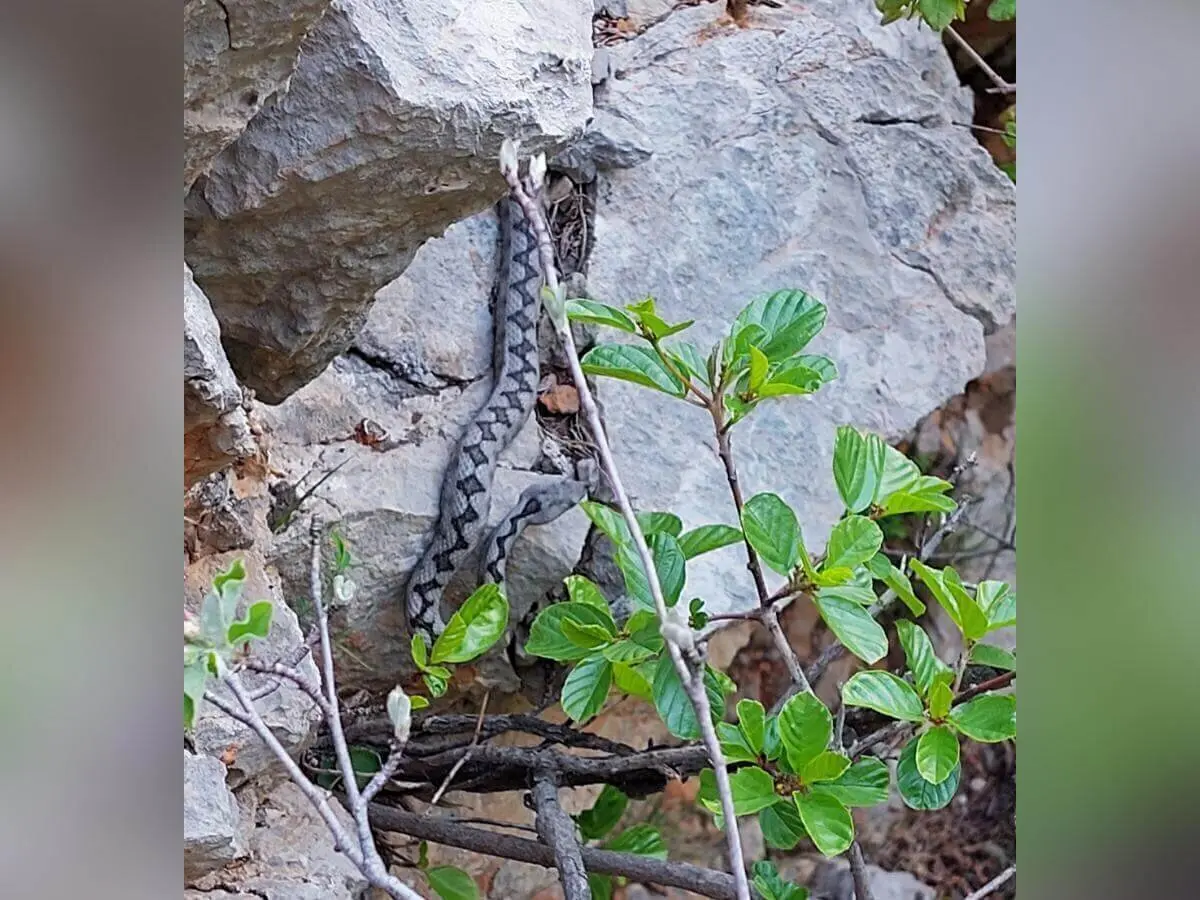Eine Viper mit Zickzackmuster liegt zwischen Felsen und Laub; gut getarnt im natürlichen Umfeld. | © DAV Markt Schwaben | Foto Lutz Gründel