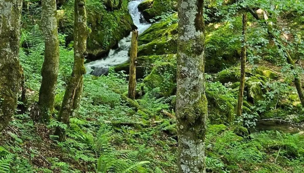Waldbach im dichten Grün auf der Bergwanderung zur Buchsteinhütte (1260 m); friedliche, naturverbundene Szene. | © DAV Markt Schwaben | Foto Hubert Inhofer