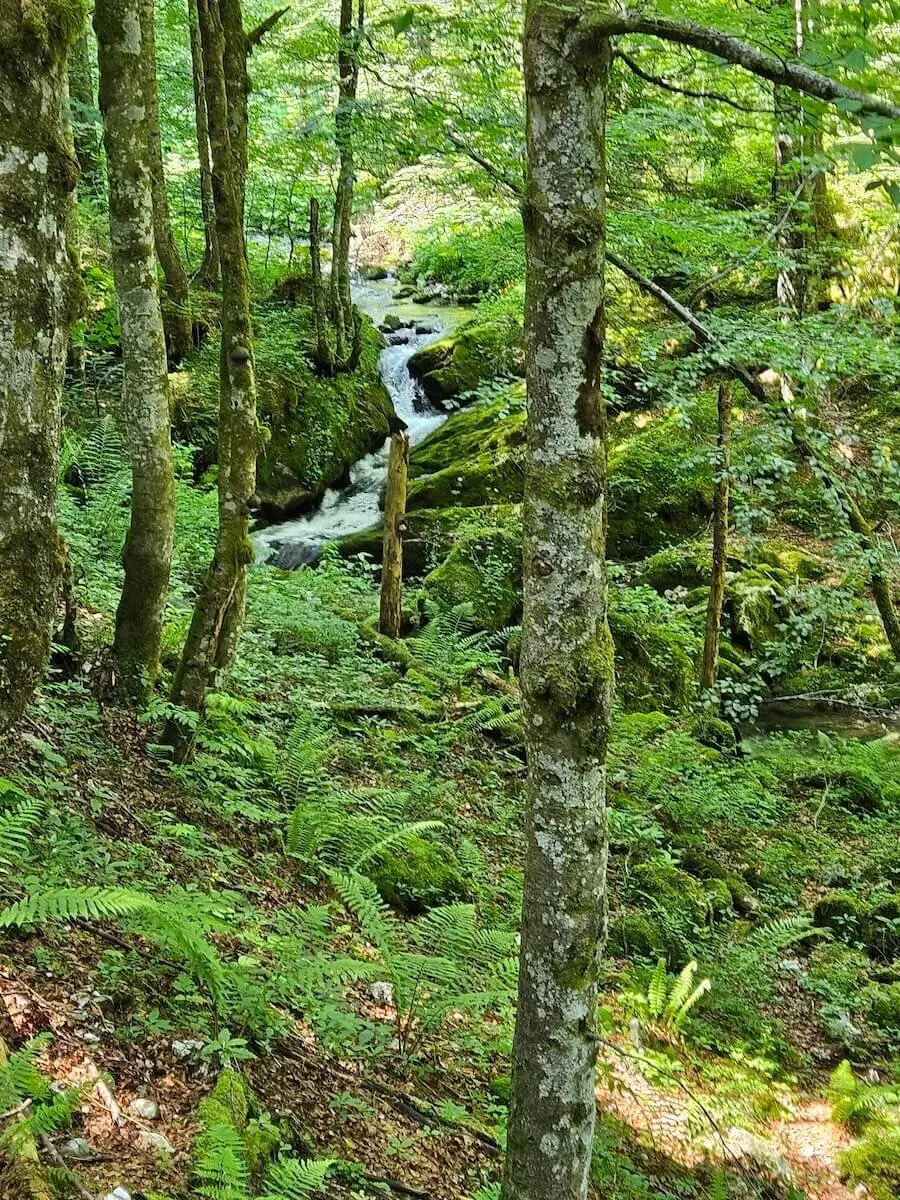 Waldbach im dichten Grün auf der Bergwanderung zur Buchsteinhütte (1260 m); friedliche, naturverbundene Szene. | © DAV Markt Schwaben | Foto Hubert Inhofer