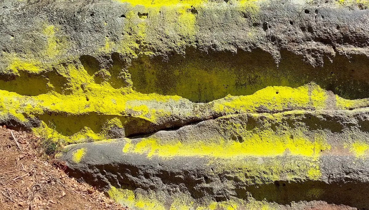 Felswand mit auffälligen gelben Ablagerungen, unten trockene Nadeln, Oberfläche rau und strukturiert. | © DAV Markt Schwaben | Foto Lutz Gründel