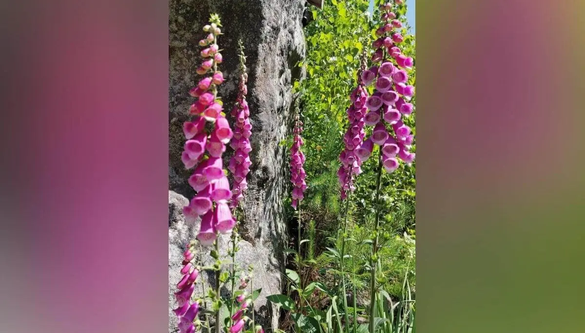 Hohe pinke und violette Fingerhutblüten vor Felsen und Grün, bei sonnigem Wetter im Wald. | © DAV Markt Schwaben | Foto Michaela Haaß