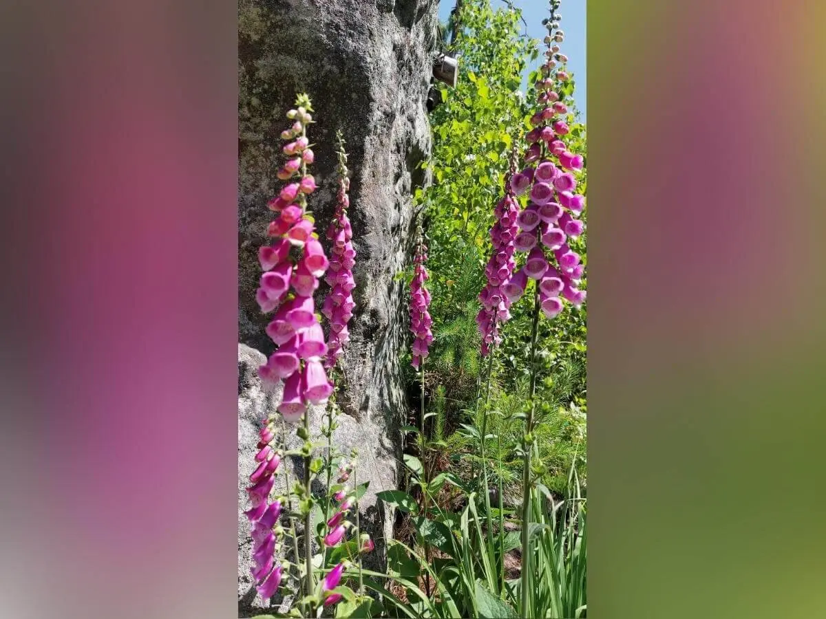 Hohe pinke und violette Fingerhutblüten vor Felsen und Grün, bei sonnigem Wetter im Wald. | © DAV Markt Schwaben | Foto Michaela Haaß