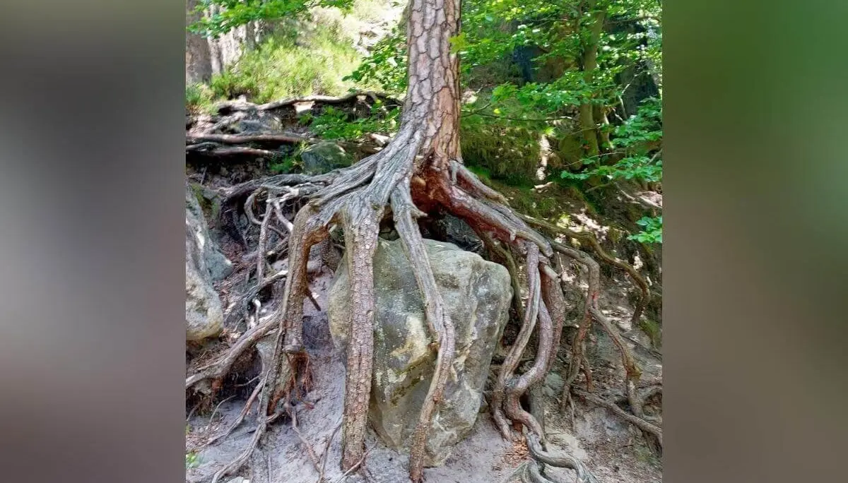 Kiefer wächst auf großem Fels, ihre Wurzeln umklammern den Stein und verzweigen sich in den Waldboden. | © DAV Markt Schwaben | Foto Angelika Göthe-Volkert