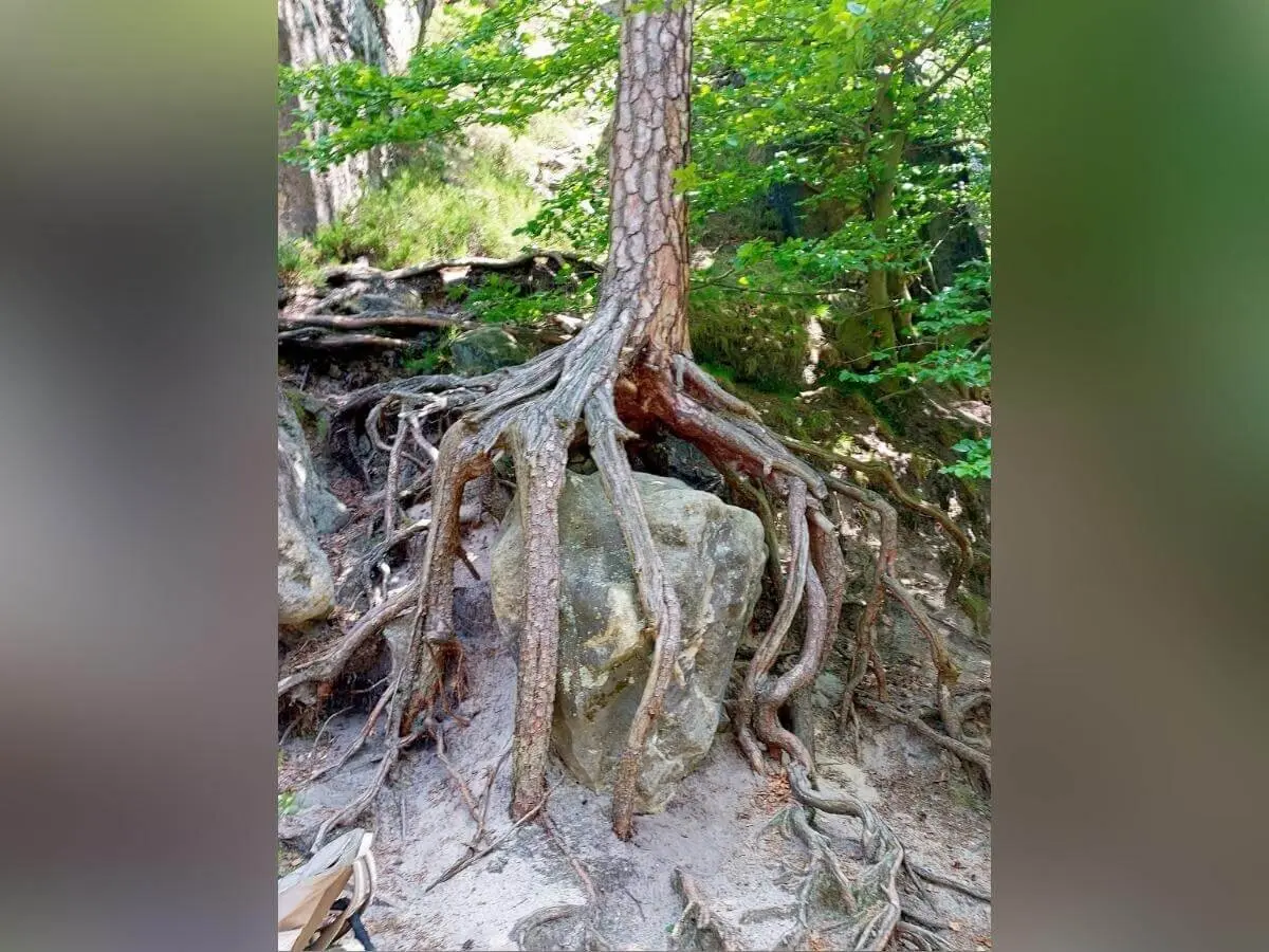 Kiefer wächst auf großem Fels, ihre Wurzeln umklammern den Stein und verzweigen sich in den Waldboden. | © DAV Markt Schwaben | Foto Angelika Göthe-Volkert