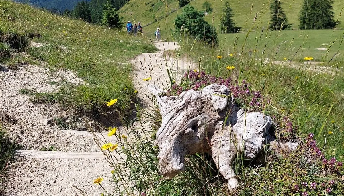 Ein Wanderpfad mit Holzstufen führt über eine grüne Anhöhe mit Alpenblick; Wanderer sind im Hintergrund unterwegs. | © DAV Markt Schwaben | Foto Hubert Inhofer
