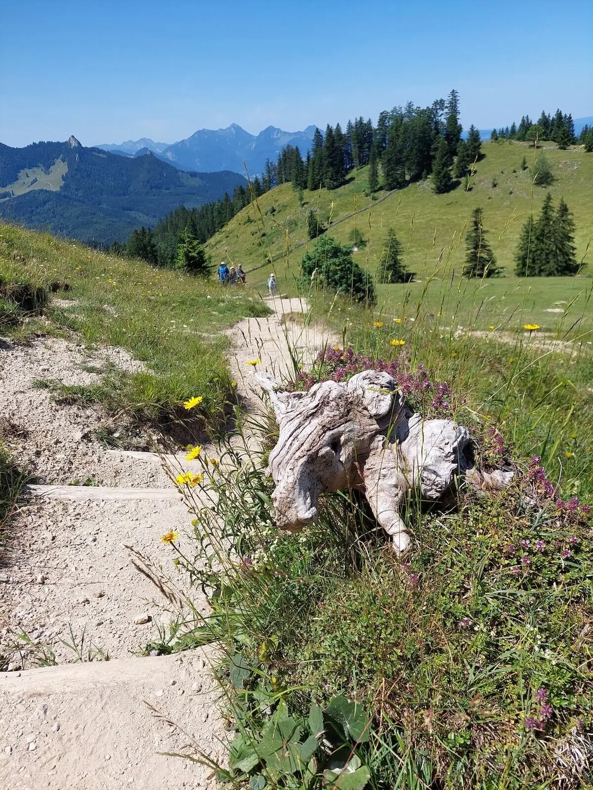 Ein Wanderpfad mit Holzstufen führt über eine grüne Anhöhe mit Alpenblick; Wanderer sind im Hintergrund unterwegs. | © DAV Markt Schwaben | Foto Hubert Inhofer