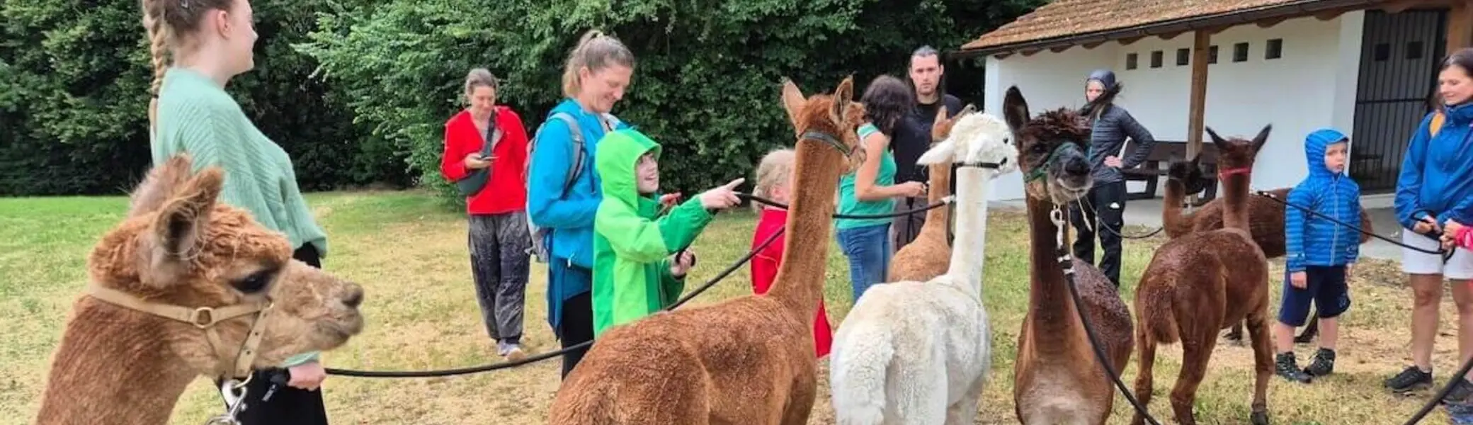 Menschen stehen mit angeleinten Alpakas auf einer Wiese. Kinder und Erwachsene streicheln die Tiere vor einem Landhaus. | © DAV Markt Schwaben | Foto Veronika Lex