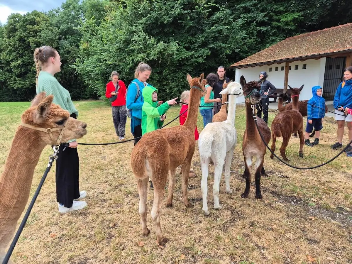 Menschen stehen mit angeleinten Alpakas auf einer Wiese. Kinder und Erwachsene streicheln die Tiere vor einem Landhaus. | © DAV Markt Schwaben | Foto Veronika Lex