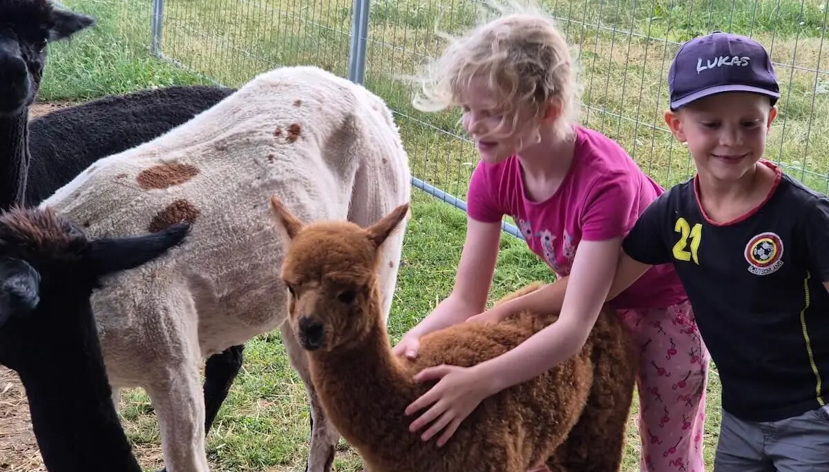 Zwei Kinder streicheln ein junges Alpaka mit braunem Fell. Drei weitere Alpakas stehen in einem umzäunten Gehege auf Gras. | © DAV Markt Schwaben | Foto Veronika Lex