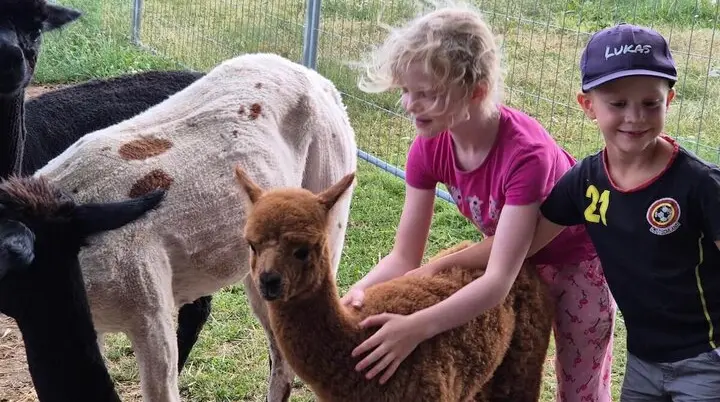 Zwei Kinder streicheln ein junges Alpaka mit braunem Fell. Drei weitere Alpakas stehen in einem umzäunten Gehege auf Gras. | © DAV Markt Schwaben | Foto Veronika Lex