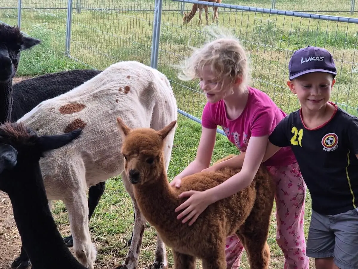 Zwei Kinder streicheln ein junges Alpaka mit braunem Fell. Drei weitere Alpakas stehen in einem umzäunten Gehege auf Gras. | © DAV Markt Schwaben | Foto Veronika Lex