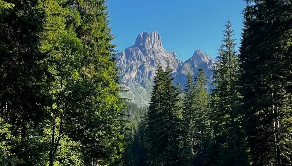 Eine Straße schlängelt sich durch Wald und Wiese, flankiert von einem Bach, im Hintergrund erhebt sich die Bischofsmütze im klaren Sommerlicht. | © DAV Markt Schwaben | Foto: Markus Sellmeier