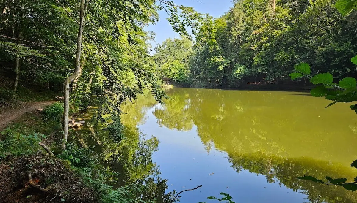 Nahaufnahme von Wasser, Pflanzen und Lichtreflexen am Spiegelweiher | © DAV Markt Schwaben | Foto Hubert Inhofer