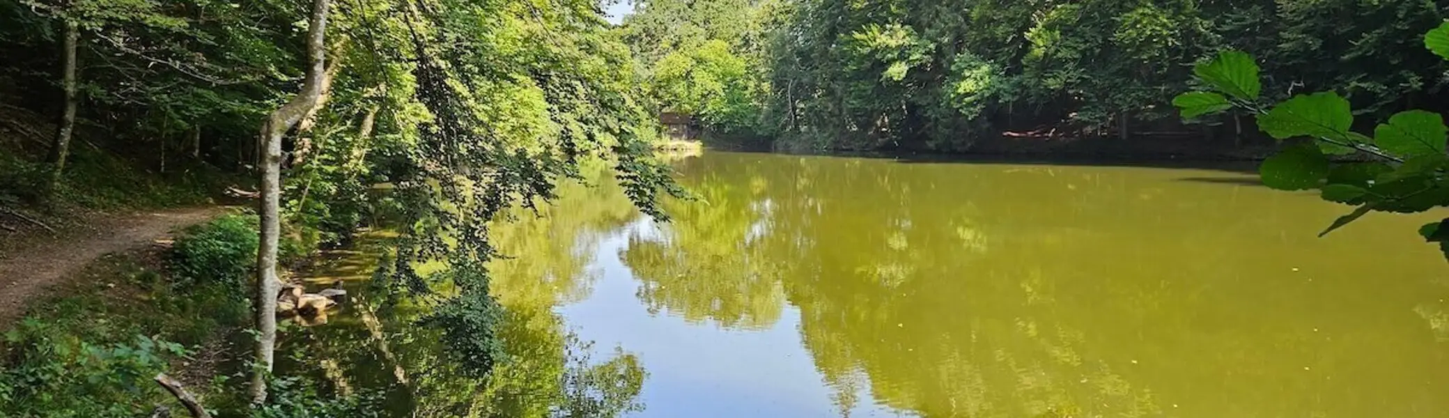 Nahaufnahme von Wasser, Pflanzen und Lichtreflexen am Spiegelweiher | © DAV Markt Schwaben | Foto Hubert Inhofer
