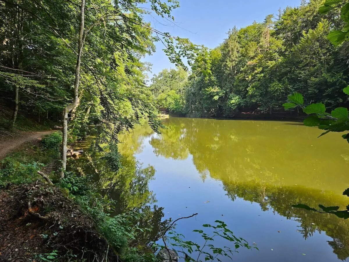 Nahaufnahme von Wasser, Pflanzen und Lichtreflexen am Spiegelweiher | © DAV Markt Schwaben | Foto Hubert Inhofer