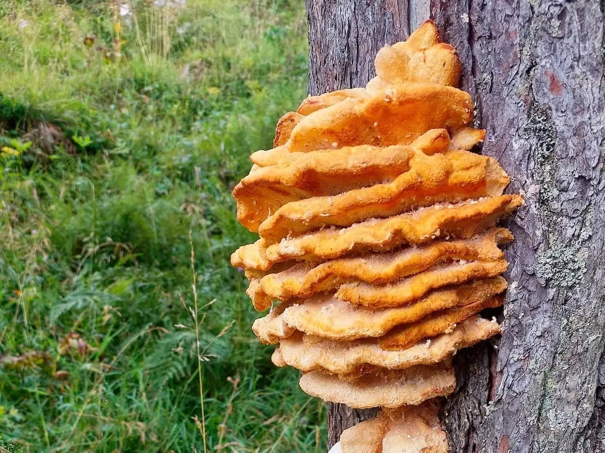 Leuchtend orangefarbener Baumpilz wächst in mehreren Lagen am Stamm, im Hintergrund Waldwiese mit Laub. | © DAV Markt Schwaben ·Foto: Lutz Gründel