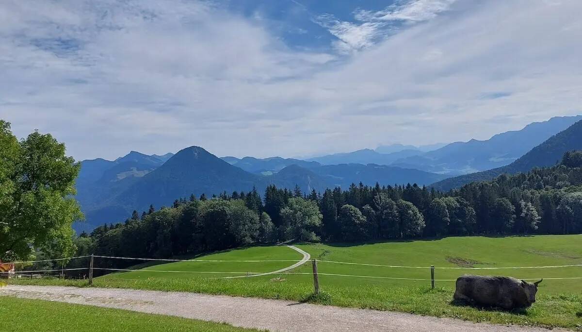 Eine Kuh liegt nahe eines Wanderwegs auf grüner Wiese, dahinter Waldstreifen und Bergkette im Sonnenlicht. | © DAV Markt Schwaben | Foto Hubert Inhofer