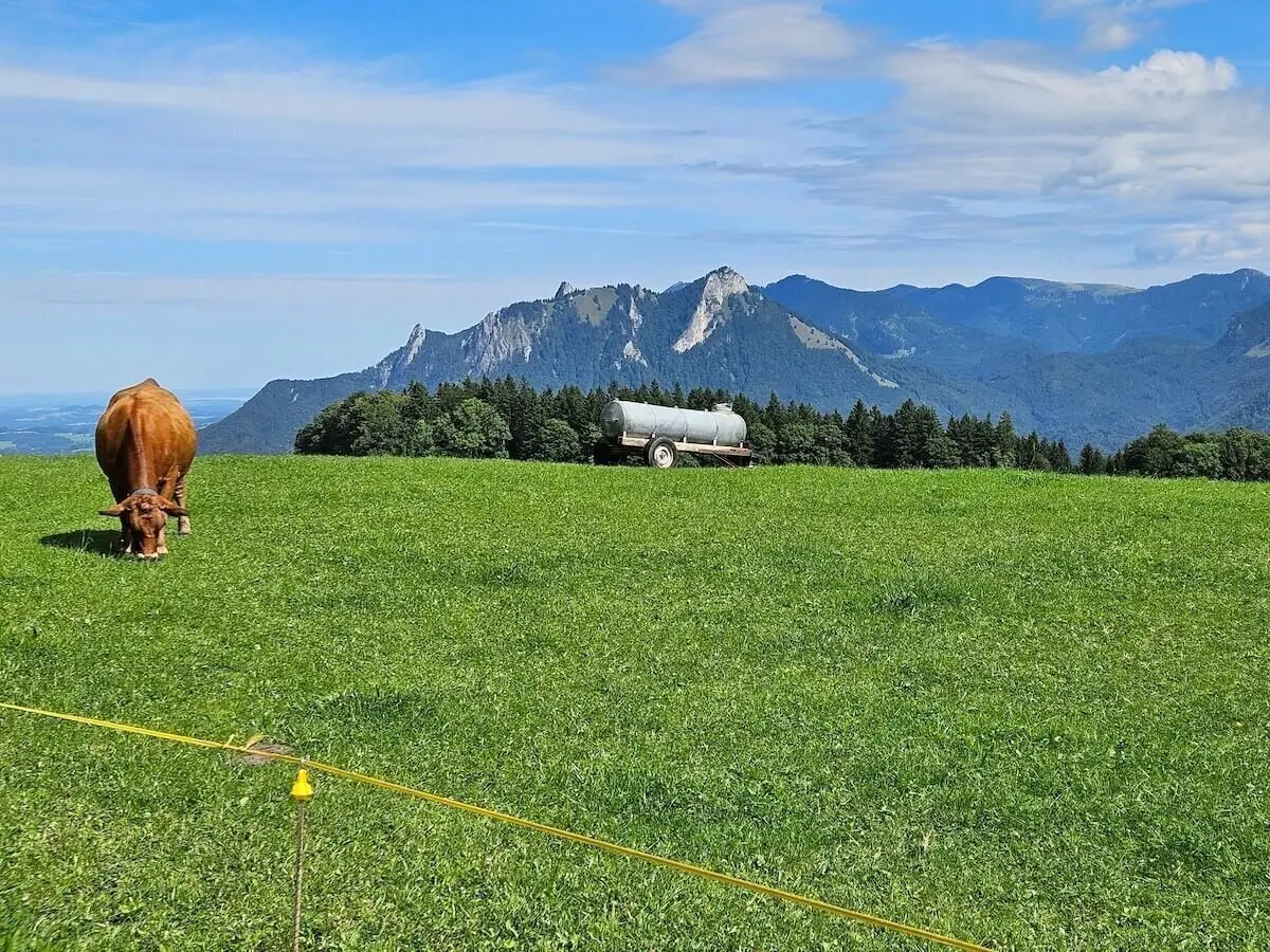Kuh grast vor mobilem Wassertank auf grüner Weide, im Hintergrund Wald und felsige Berge unter blauem Himmel. | © DAV Markt Schwaben | Foto Hubert Inhofer