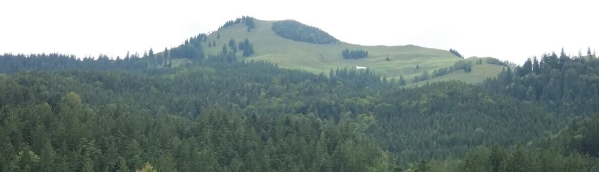 Grüner Wiesenweg führt zu Almgebäuden mit roten Dächern; rechts ein einzelner Baum, dahinter bewaldete Berghänge. | © DAV Markt Schwaben | Foto Erwin Matzinger