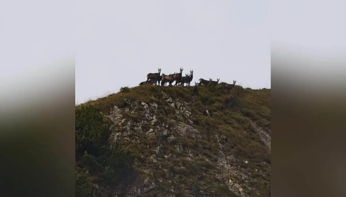 Silhouetten mehrerer Wildziegen auf felsigem Grat; steiler Hang mit spärlicher Vegetation vor hellem Himmel. | © DAV Markt Schwaben | Foto Helga Peters