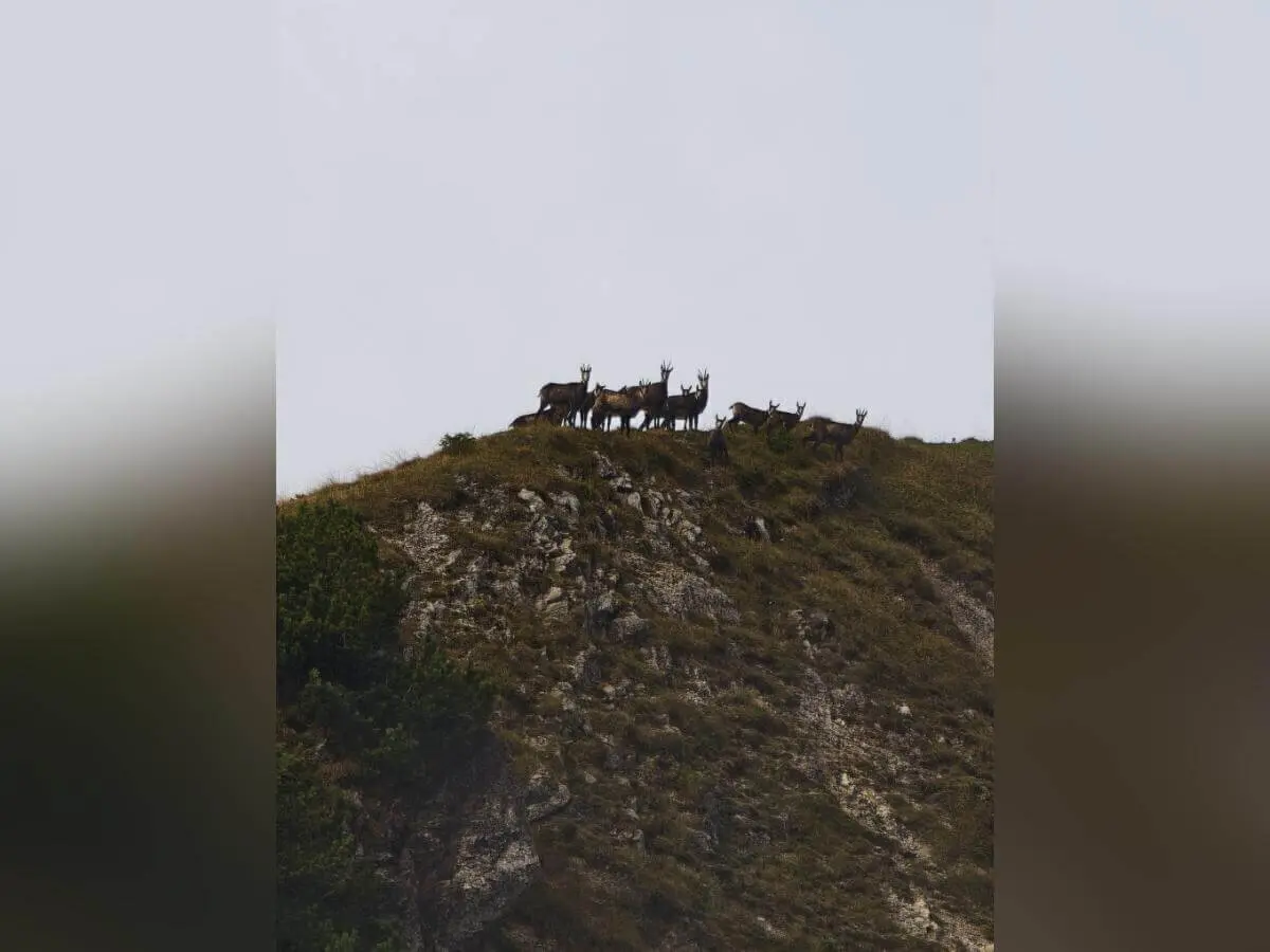 Silhouetten mehrerer Wildziegen auf felsigem Grat; steiler Hang mit spärlicher Vegetation vor hellem Himmel. | © DAV Markt Schwaben | Foto Helga Peters
