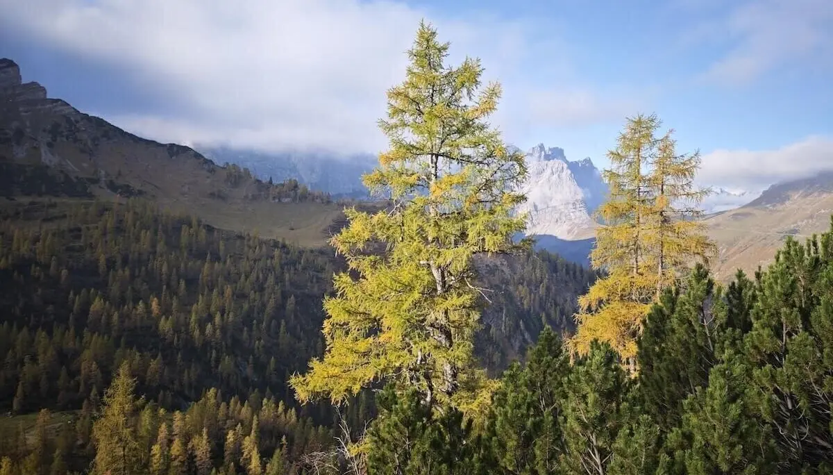 Im Vordergrund herbstlich gefärbte Nadelbäume, dahinter bewaldete Hänge und felsige Gipfel unter wolkigem Himmel. | © DAV Markt Schwaben · Foto: Matzinger