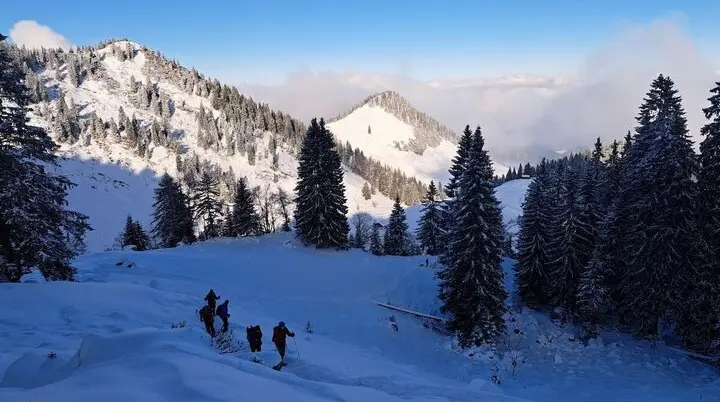 Wandergruppe auf verschneitem Hang mit Blick auf sonnenbeschienene Berggipfel, hohe Nadelbäume im Hintergrund. | © DAV Markt Schwaben · Foto Tanja Döhler