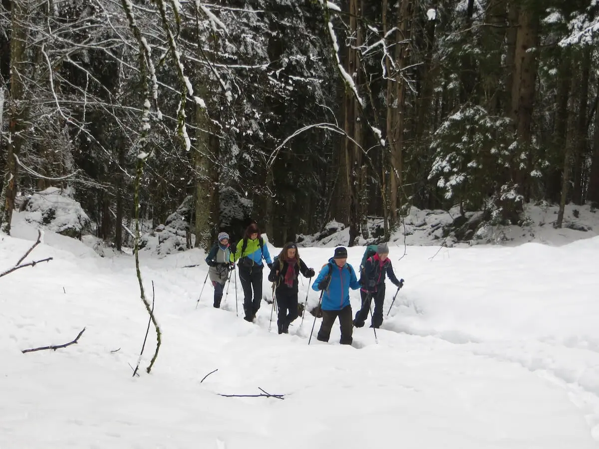 Sechs Wandernde folgen einem tief verschneiten Waldpfad mit Winterausrüstung; hohe Tannen rahmen die Szene ein. | © DAV Markt Schwaben | Foto: Gerlinde Hübl