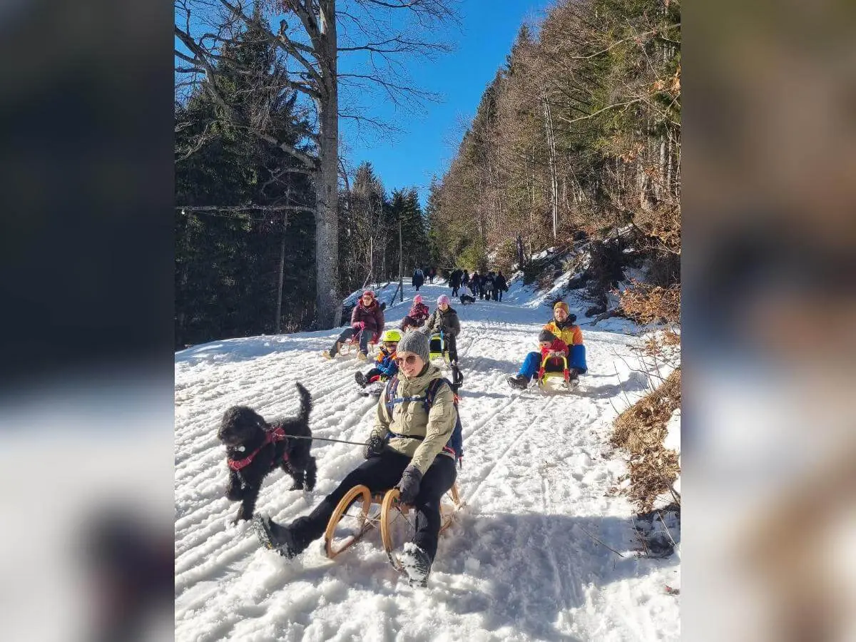 Mehrere Personen rodeln auf Holzschlitten einen sonnigen Waldweg hinab, begleitet von einem laufenden schwarzen Hund.. | © DAV Markt Schwaben/Silke Titze
