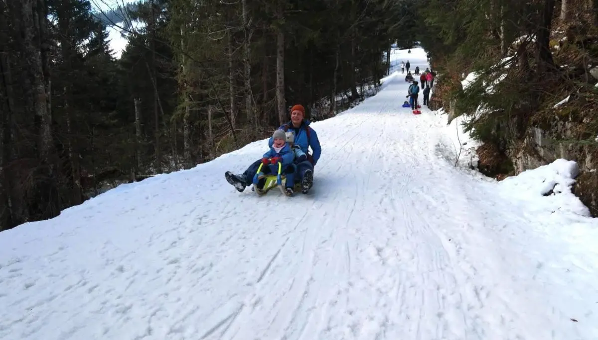 Ein Erwachsener und ein Kind rodeln lachend einen verschneiten Waldweg hinab; weiter oben gehen und fahren weitere Menschen zwischen hohen Tannen. | © DAV Markt Schwaben