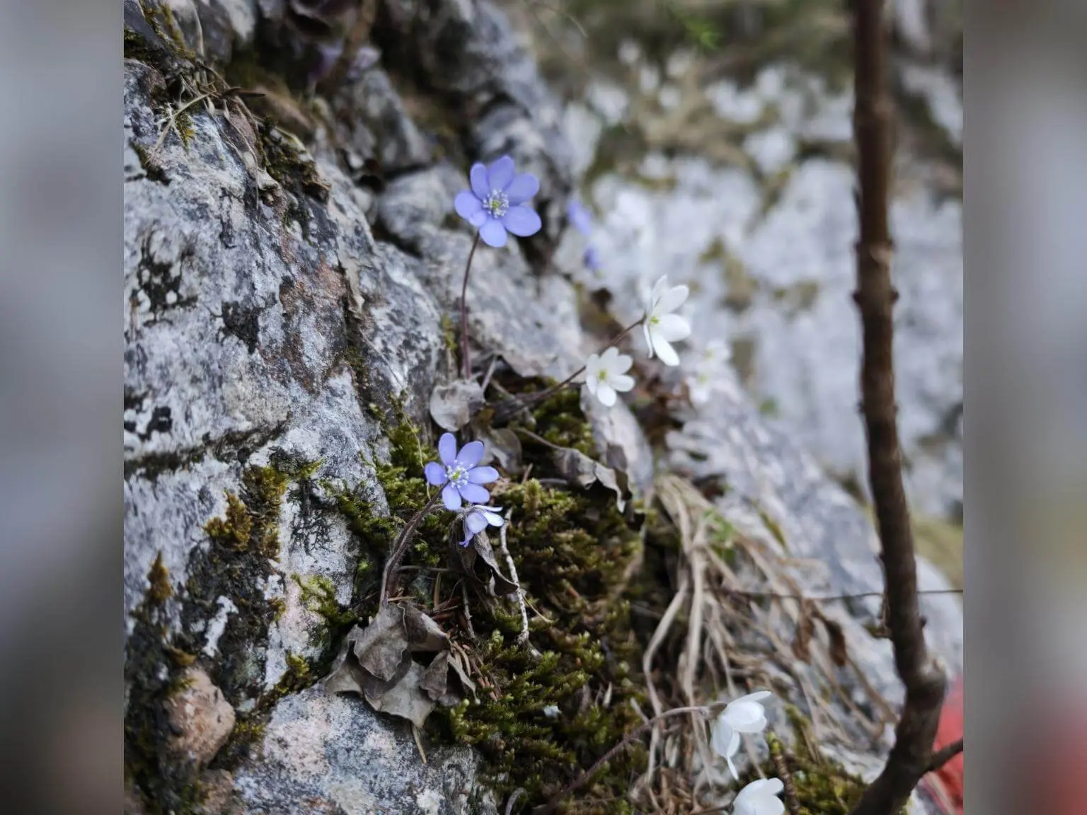 Zarte lila und weiße Wildblumen wachsen in Felsspalten, umgeben von Moos, Blättern und rauer Steinstruktur.. | © DAV Markt Schwaben/Erwin Matzinger