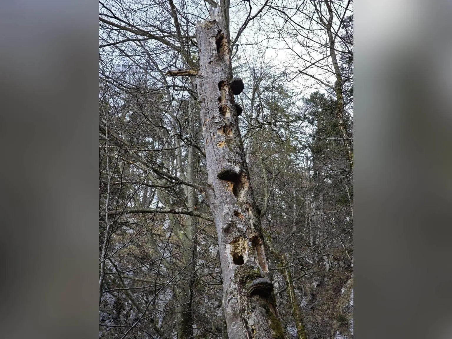 Ein toter Baumstamm mit zahlreichen tiefen Spechthöhlen steht zwischen kahlen Bäumen in einer winterlichen Waldszene. | © DAV Markt Schwaben/Erwin Matzinger