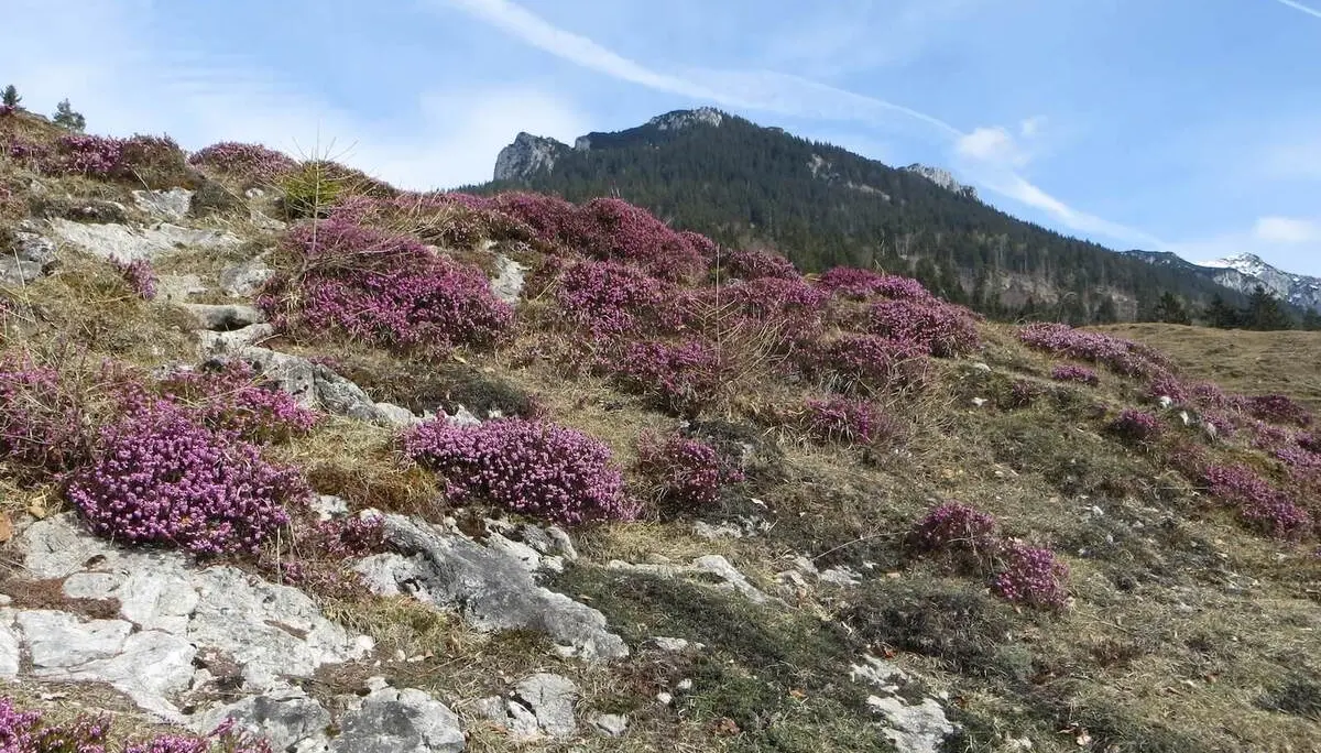 Auf einem sonnigen Hang blühen zahlreiche violette Alpenblumen zwischen Gras und Felsen, dahinter erheben sich bewaldete Berge. | © DAV Markt Schwaben/Gerlinde Hübl