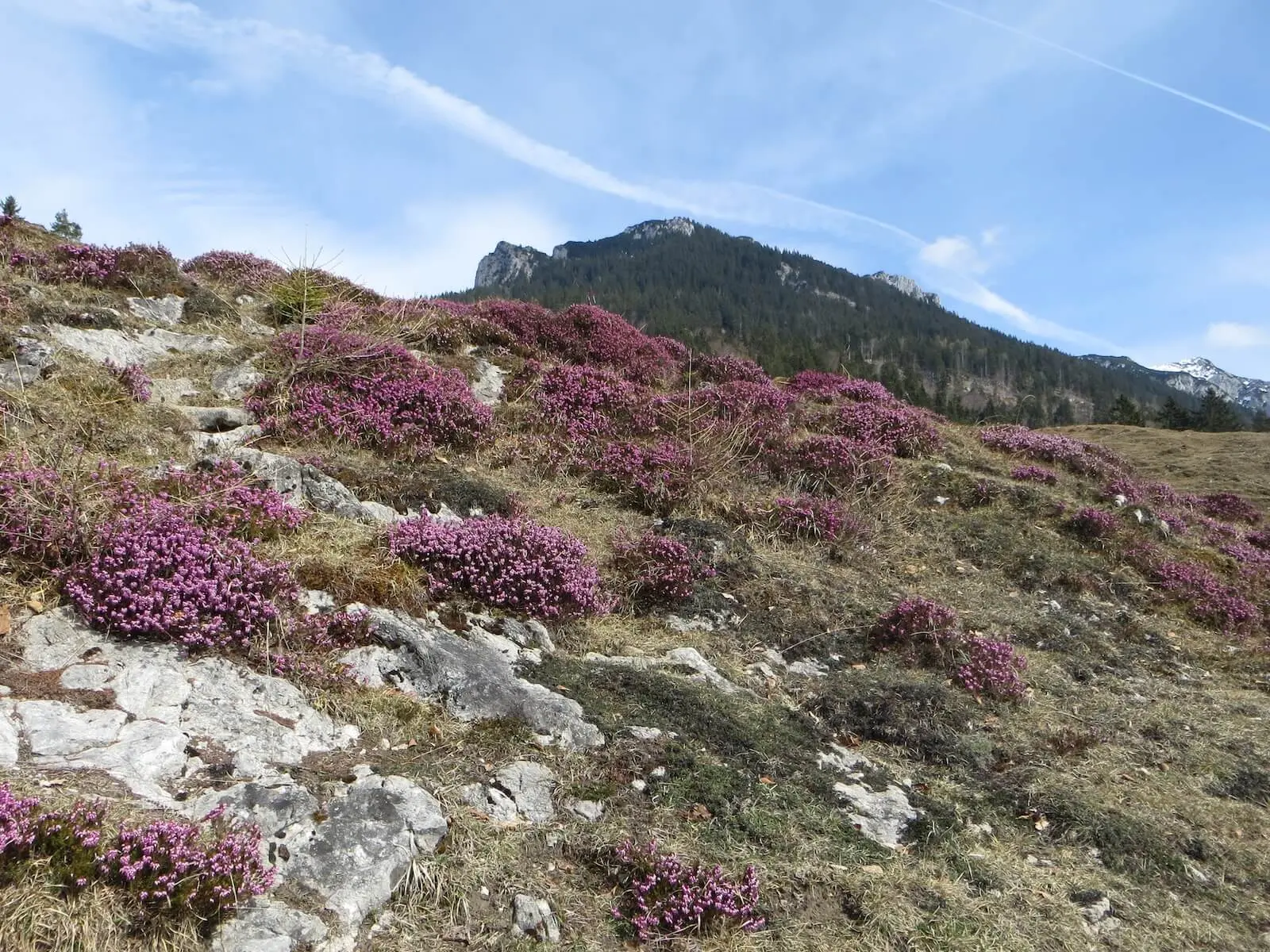 Auf einem sonnigen Hang blühen zahlreiche violette Alpenblumen zwischen Gras und Felsen, dahinter erheben sich bewaldete Berge. | © DAV Markt Schwaben/Gerlinde Hübl