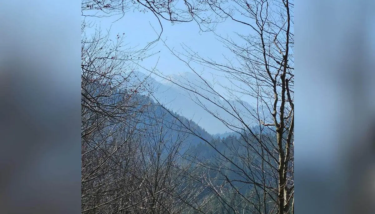 Blick durch kahles Waldgelände auf bewaldete Hügel im Voralpenland bei klarem Himmel während der Seniorenwanderung im März. | © DAV Markt Schwaben