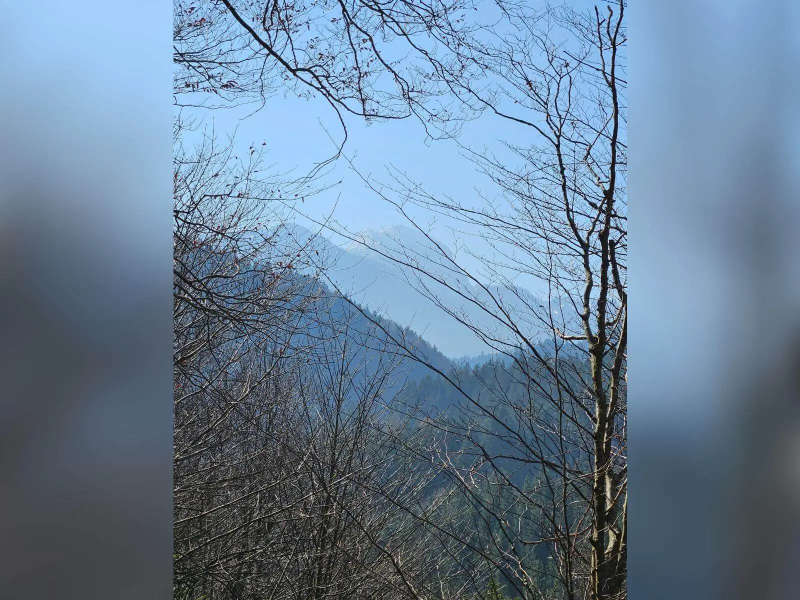 Blick durch kahles Waldgelände auf bewaldete Hügel im Voralpenland bei klarem Himmel während der Seniorenwanderung im März. | © DAV Markt Schwaben
