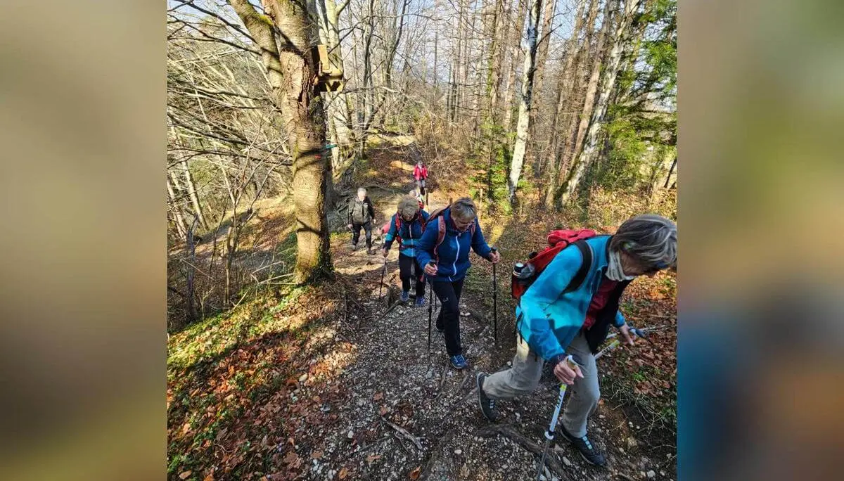 Mehrere Teilnehmende der Seniorengruppe steigen mit Wanderstöcken einen steilen Waldpfad hinauf, sonniges Frühlingslicht. | © DAV Markt Schwaben