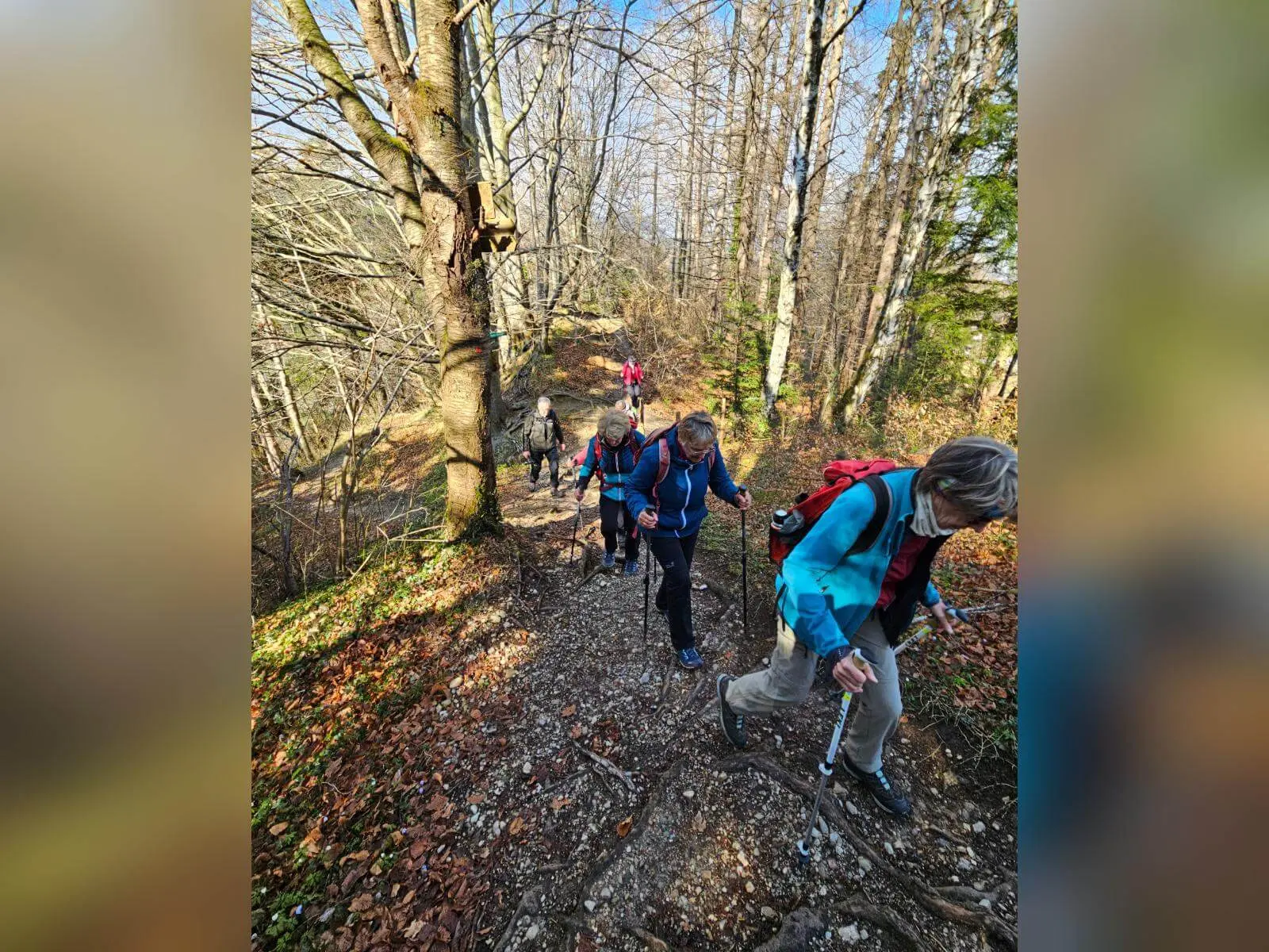 Mehrere Teilnehmende der Seniorengruppe steigen mit Wanderstöcken einen steilen Waldpfad hinauf, sonniges Frühlingslicht. | © DAV Markt Schwaben