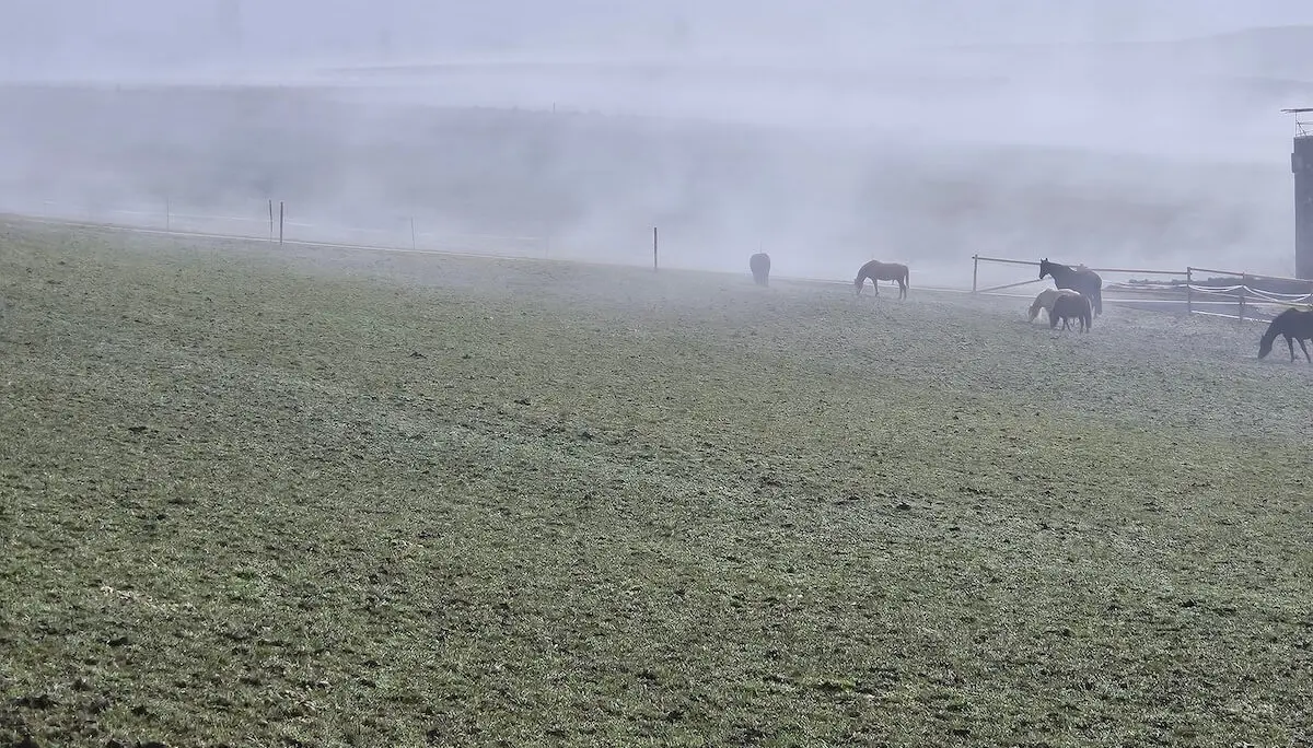 Mehrere Pferde grasen auf einer eingezäunten Weide; vorne die Tiere, dahinter Nebel über Feldern und ein landwirtschaftliches Gebäude.. | © DAV Markt Schwaben/Hubert Inhofer