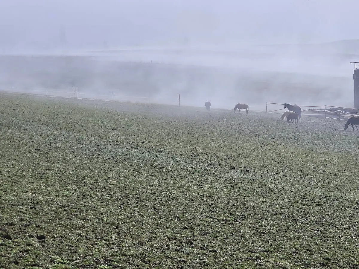 Mehrere Pferde grasen auf einer eingezäunten Weide; vorne die Tiere, dahinter Nebel über Feldern und ein landwirtschaftliches Gebäude.. | © DAV Markt Schwaben/Hubert Inhofer