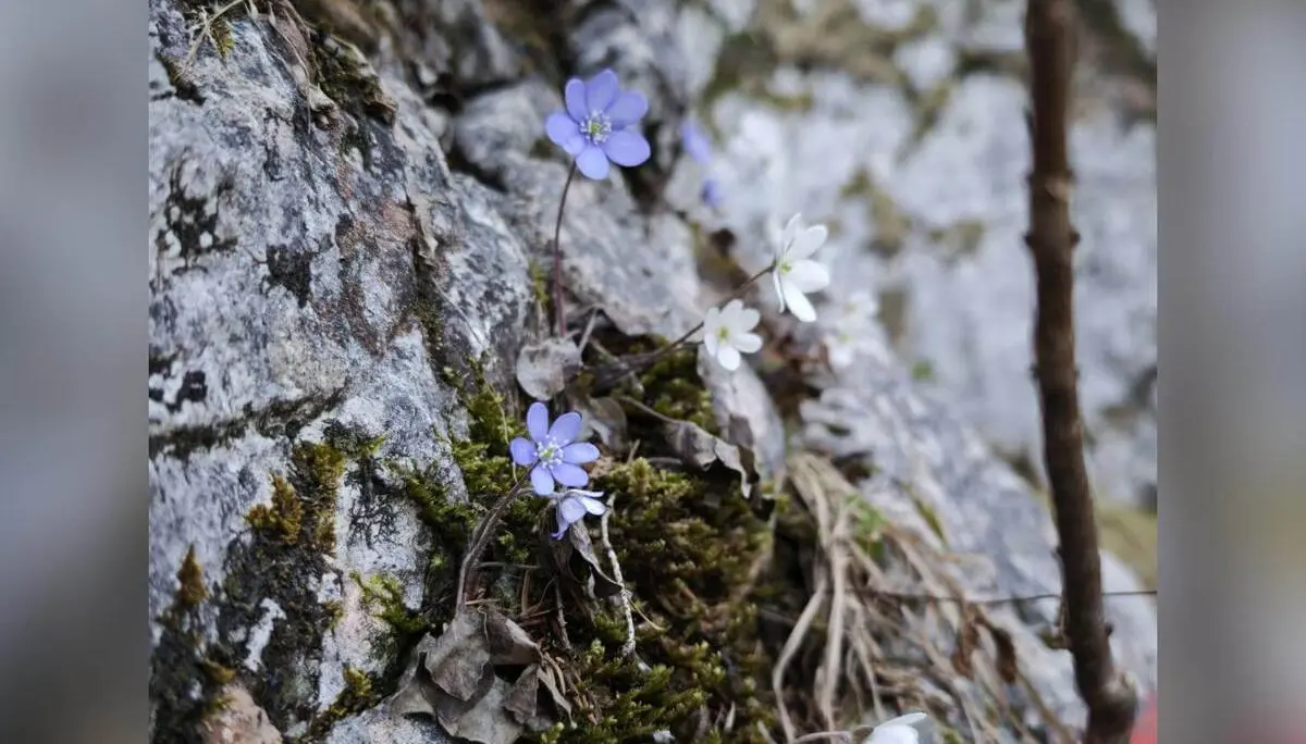 Zarte lila und weiße Wildblumen wachsen in Felsspalten, umgeben von Moos, Blättern und rauer Steinstruktur.. | © DAV Markt Schwaben/Erwin Matzinger