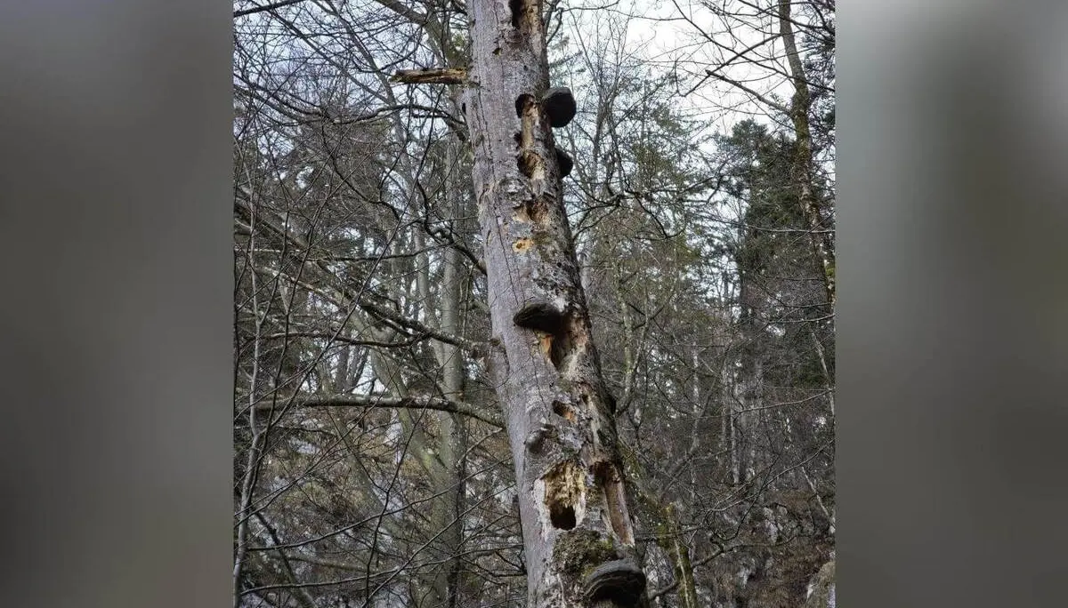 Ein toter Baumstamm mit zahlreichen tiefen Spechthöhlen steht zwischen kahlen Bäumen in einer winterlichen Waldszene. | © DAV Markt Schwaben/Erwin Matzinger